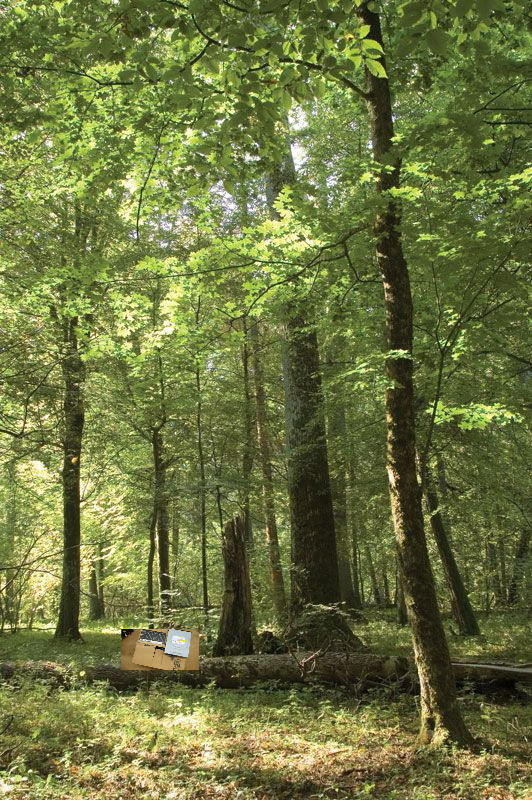 awesome tree landscape with the beautiful view of the Bringus Studios Box, too bad you can't see it.